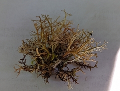 Sphaerophorus tuckermanii