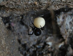 Latrodectus hesperus