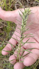 Liatris punctata