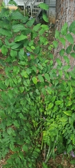 Celtis occidentalis