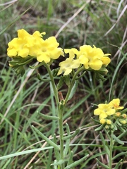 Lithospermum cobrense