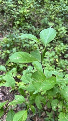 Celastrus orbiculatus