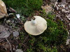 Russulaceae