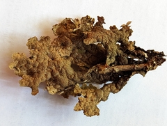 Lobaria anthraspis
