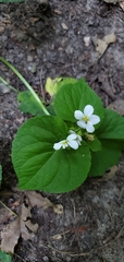 Viola canadensis