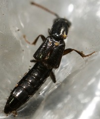 Oxybleptes kiteleyi