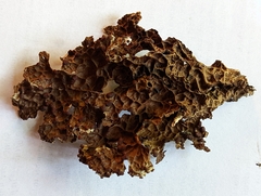 Lobaria anthraspis
