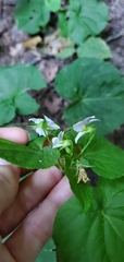Viola canadensis