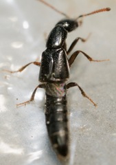 Oxybleptes kiteleyi