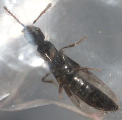 Oxybleptes kiteleyi