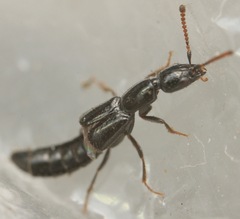 Oxybleptes kiteleyi
