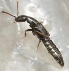 Oxybleptes kiteleyi