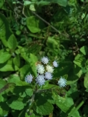 Ageratum