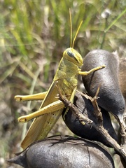 Schistocerca lineata