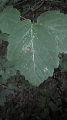 Hormaphis hamamelidis