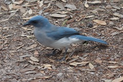 Aphelocoma wollweberi