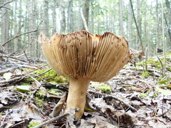Russulaceae