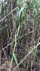 Arundo donax
