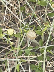 Scutellaria mexicana