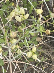 Scutellaria mexicana