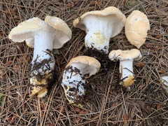 Hydnum washingtonianum