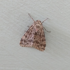 Olepa ricini