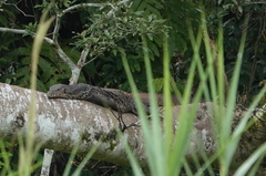Varanus salvator macromaculatus