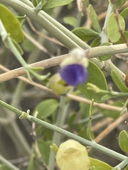 Scutellaria mexicana