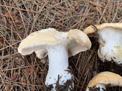 Hydnum washingtonianum