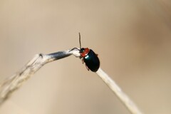 Gastrophysa polygoni
