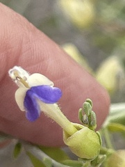 Scutellaria mexicana