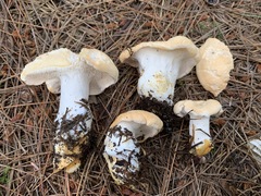 Hydnum washingtonianum