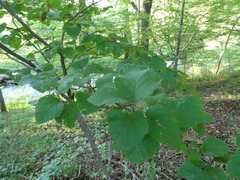 Hamamelis virginiana