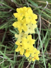 Lithospermum cobrense
