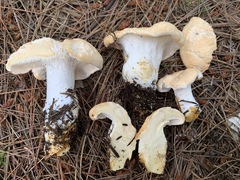 Hydnum washingtonianum