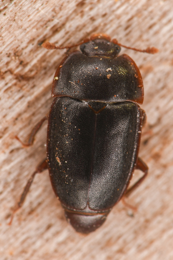Epuraea monogama