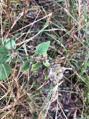 Sida cordifolia