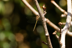 Hemicordulia australiae