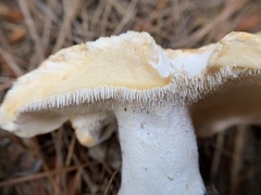 Hydnum washingtonianum