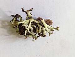 Hypogymnia enteromorpha