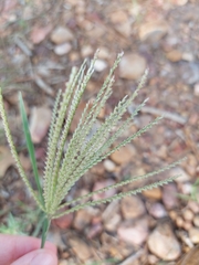 Chloris × subdolichostachya