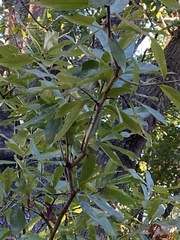 Quercus incana