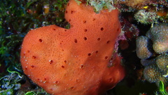 Amphimedon compressa