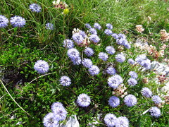 Globularia meridionalis