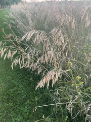 Bromus inermis