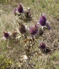 Eryngium leavenworthii