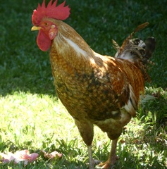 Gallus gallus domesticus