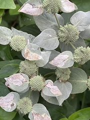 Pycnanthemum muticum