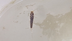 Ctenolepisma longicaudatum