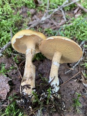Suillus acidus
